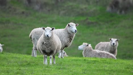 sheep grazing peacefully on green pasture