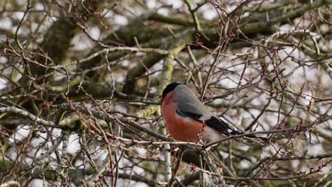 slow motion close up shot capturing a wild male eurasian bullfinch, pyrrhula aurantiac perching on leafless tree branch, dropping faeces, spread its wings and fly away in its natural habitat