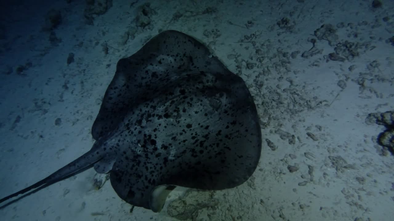 las rayas de cola redonda nadan sobre el fondo arenoso en la noche.