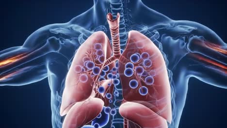 Anatomical Illustration of Human Lungs: Exploring the Structure and Functionality of Oxygen Exchange in the Human Respiratory System