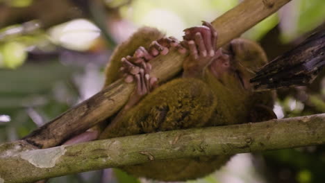 vertical shot of a tarsier sleeping peacefully in the bohol rainforest