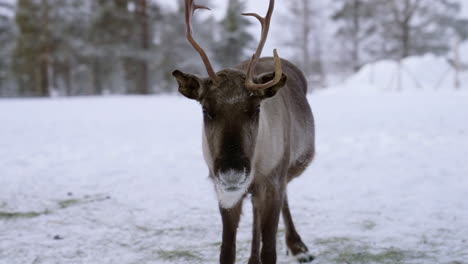 A-Reindeer-With-A-Broken-Antler-On-A-Snowy-Farm-Staring-At-The-Camera-And-Running-Away