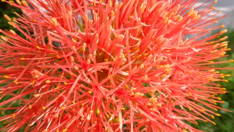 flowering scadoxus plant, has a red ball-like shape, weak green stems