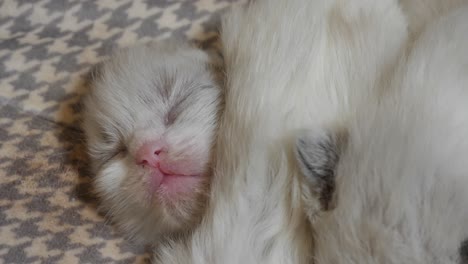 5 days old ragdoll kitten sleeping