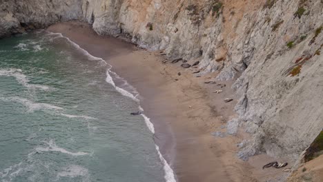 Distant-shot-of-elephant-seals-grouped-up-on-a-beach