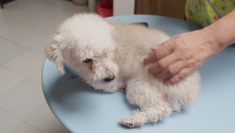 un lindo perro de juguete, un caniche de pelo blanco rizado que está siendo arreglado y secado en una tienda de mascotas, un primer plano de la mano de un veterinario caucásico que cuida a un pequeño perrito
