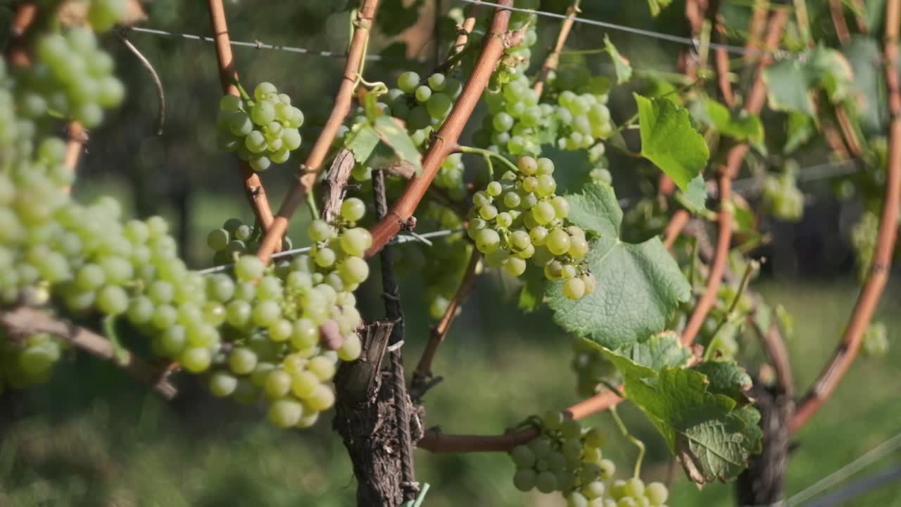 imágenes macro de primer plano de uvas