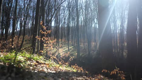 spring forest with sun rays