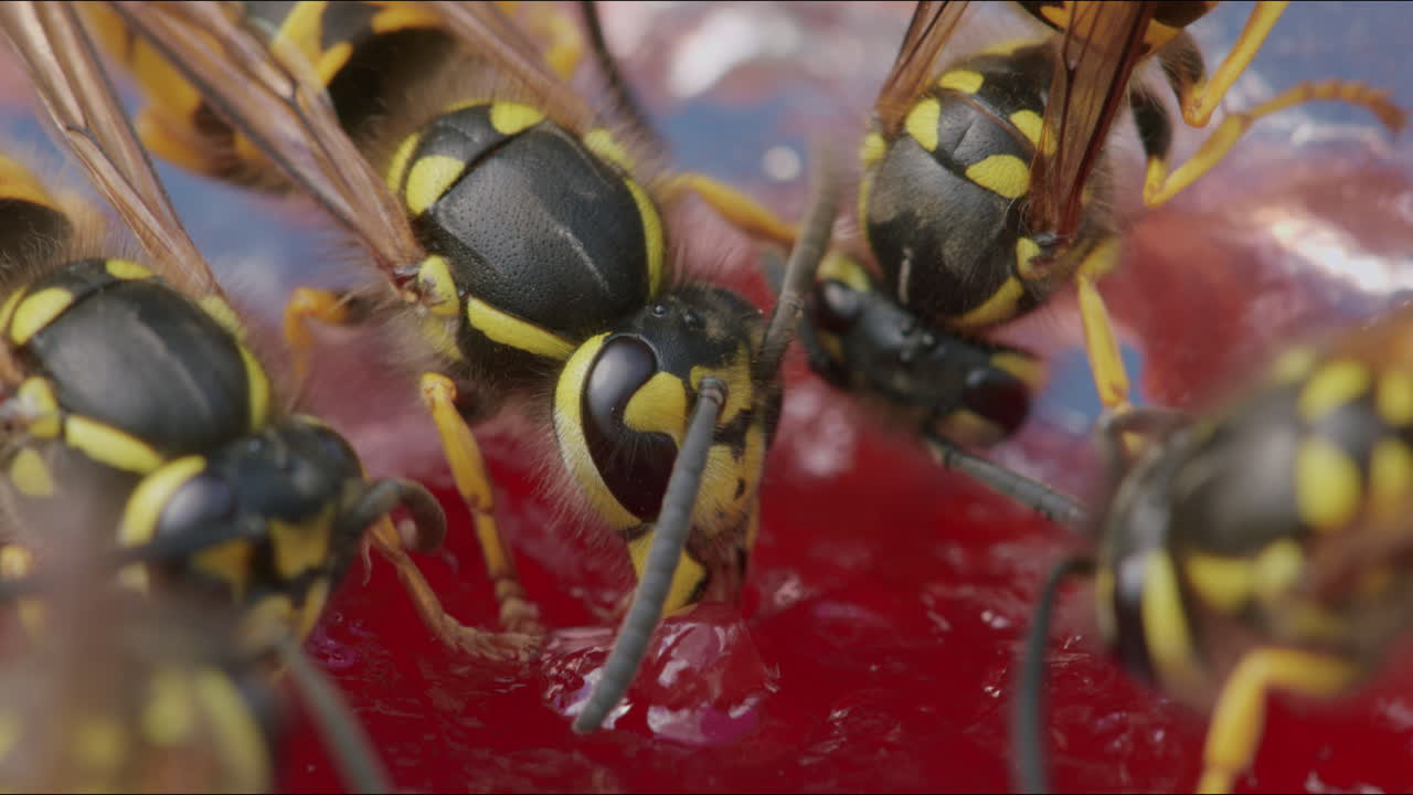 Extreme macro close-up wasps feeding on jam using mandibles