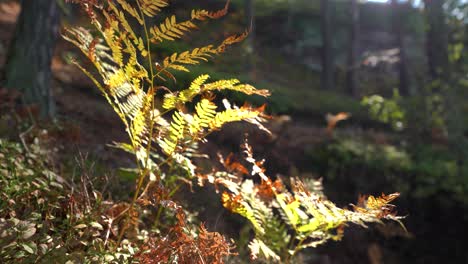 Nahaufnahme-Eines-Farns-In-Einem-Von-Der-Sonne-Hinterleuchteten-Wald