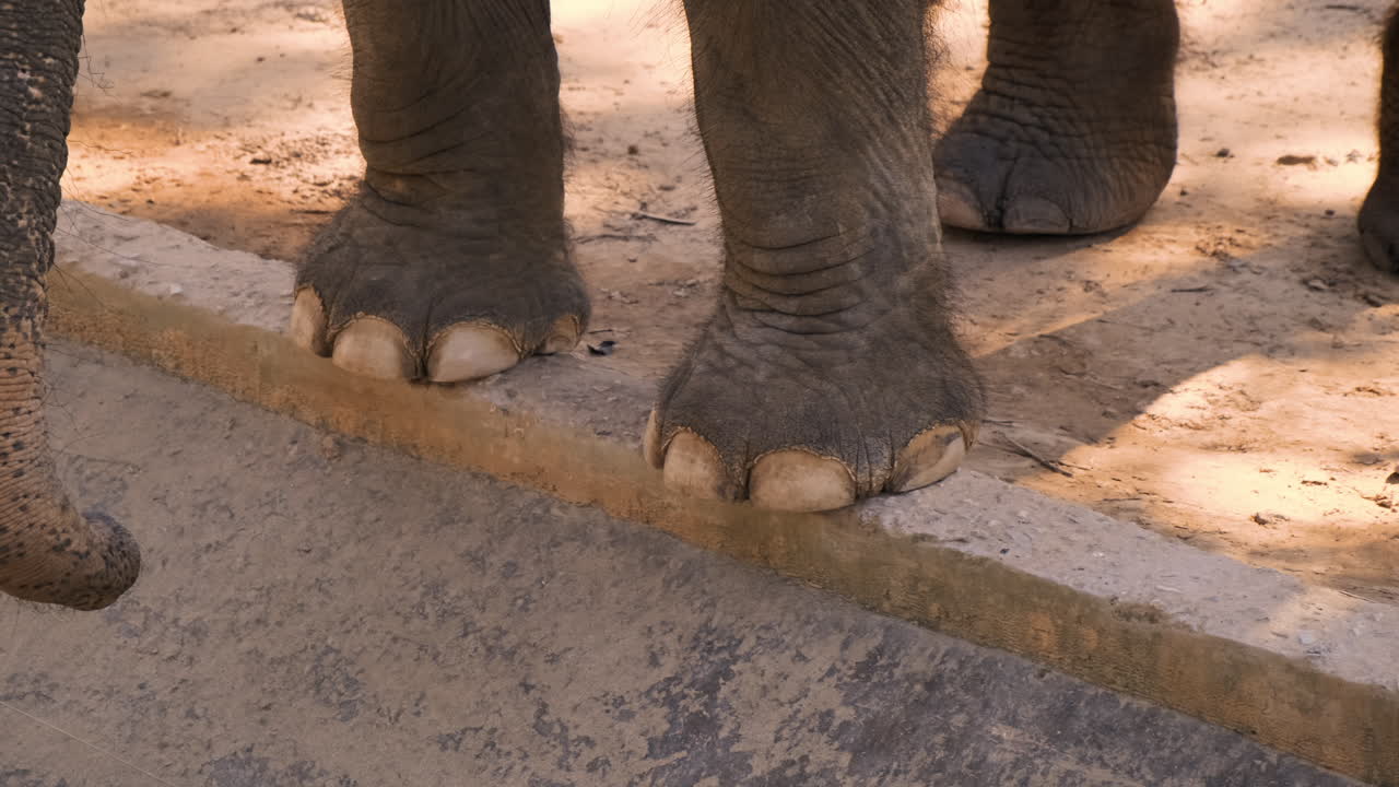 Elephant Feet on Concrete