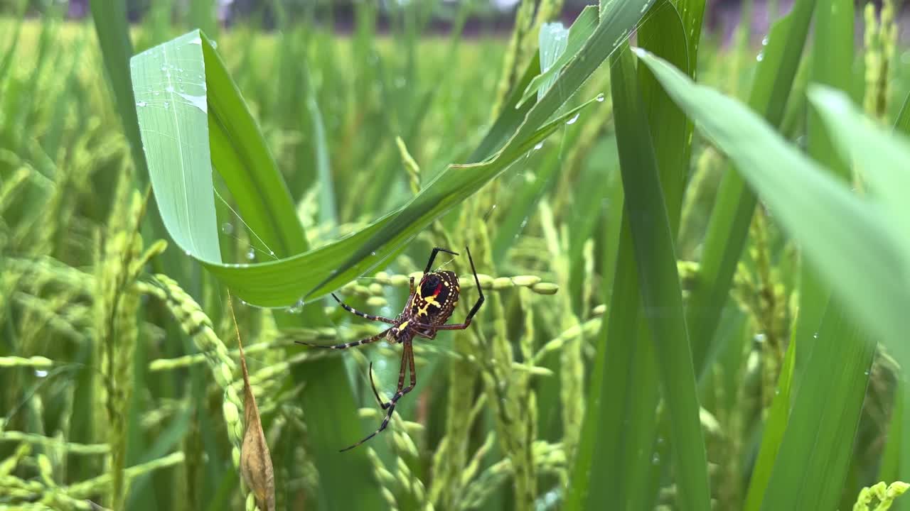 arañas en las plantas de arroz