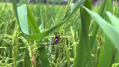 spiders on paddy plants