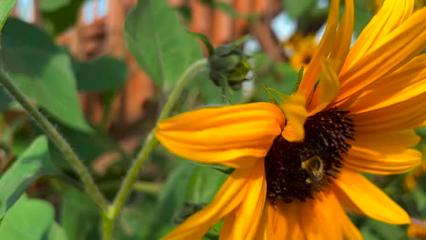 Hummel-Auf-Einer-Sonnenblume-Nahaufnahme-Makro