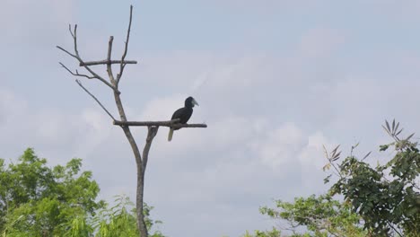 Nashornvogel-Thront-Auf-Einem-Ast