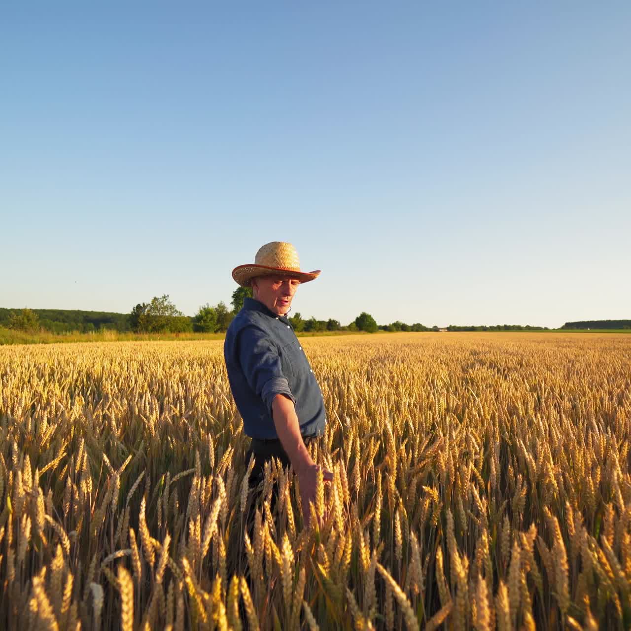 Farmer on agricultural land. Agronomist in straw hat walks on field and touches spikelets of ripe wheat in the farmland at sunset.