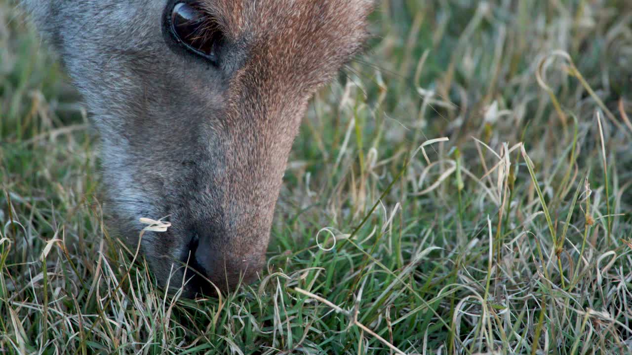 Close-up shots of a kangaroo eating grass in natural daylight, with steady camera focus and soft, even outdoor lighting in an Australian reserve