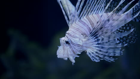 a lionfish swimming in the clear water - close up