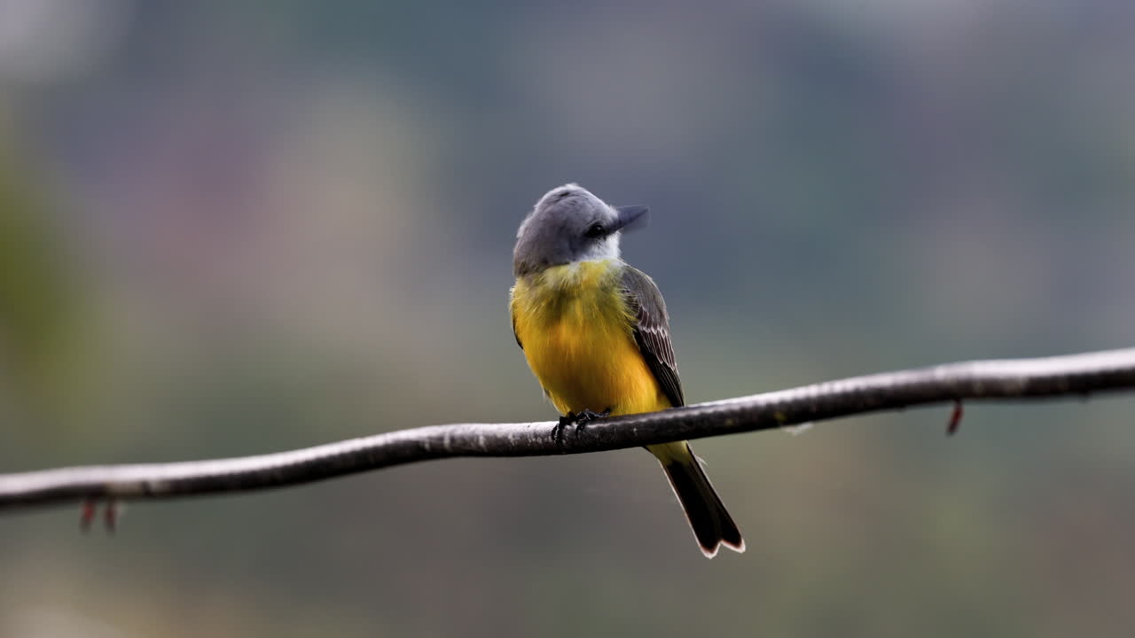 Small yellow bird sitting on a branch in Minca, Colombia