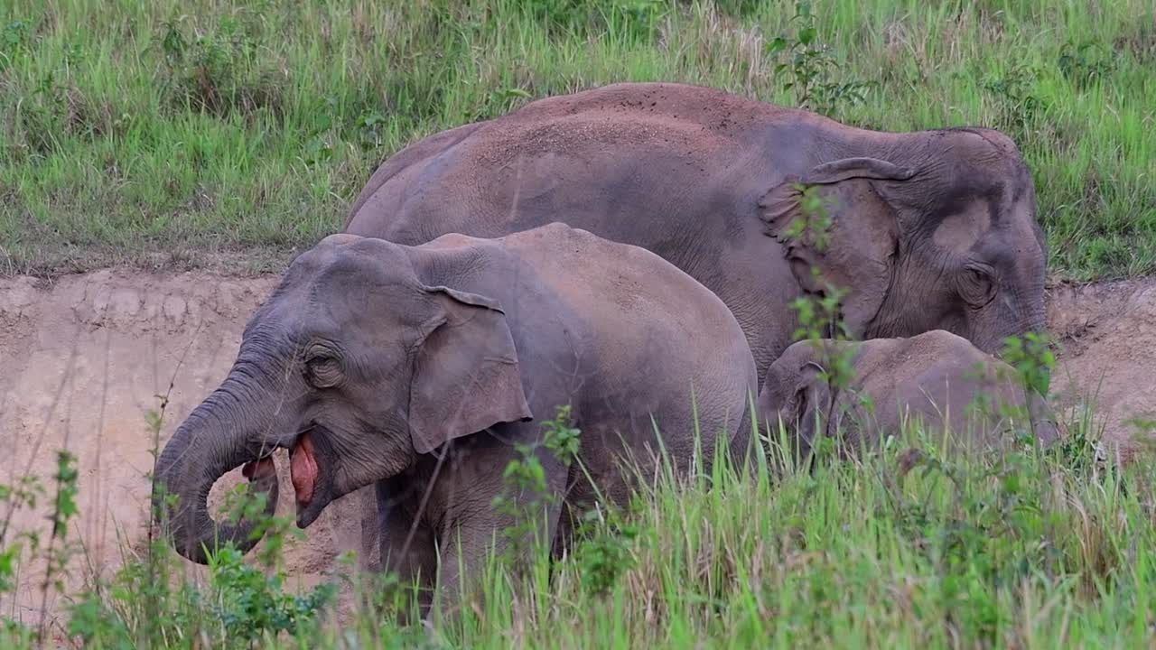 elefante indio, elephas maximus indicus, tailandia