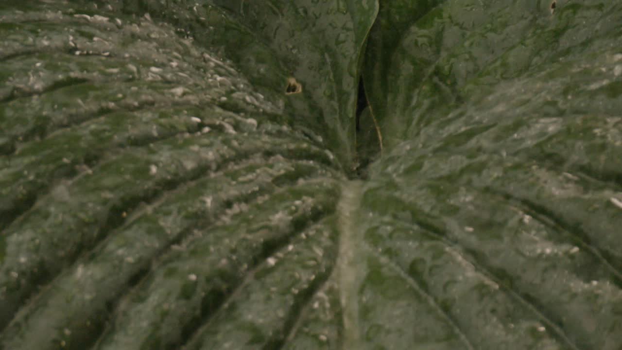 gotas de agua de lluvia en la planta de hoja gigante