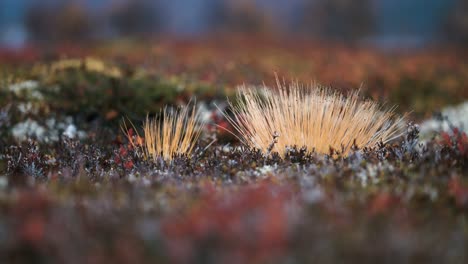 a ground-level close-up of the colorful lichen and moss covering the ground in the norwegian tundra