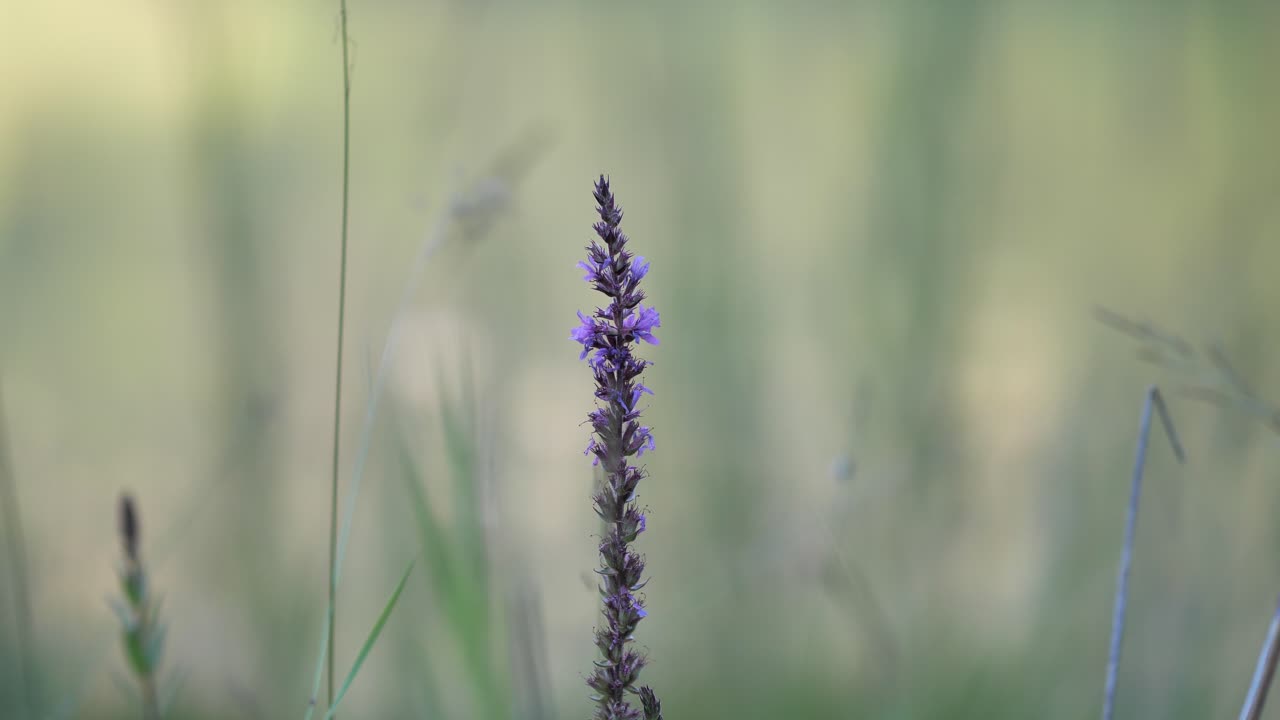 Long small plant with pink flowers slowly moving in the wind while on the background the water is bobbing. Close up steady shot