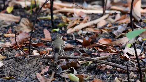 The-Forest-Wagtail-is-a-passerine-bird-foraging-on-branches,-forest-grounds,-tail-wagging-constantly-sideways