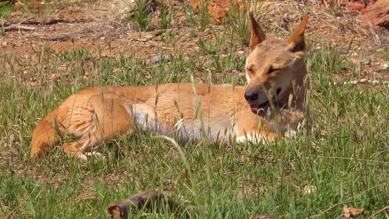 un perro salvaje dingo yace en la hierba en australia