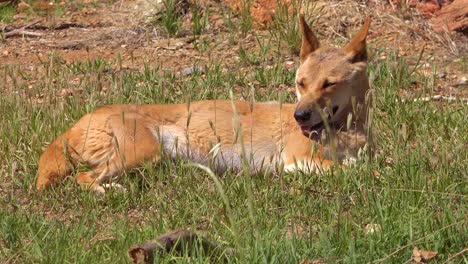 a dingo wild dog lies in the grass in australia