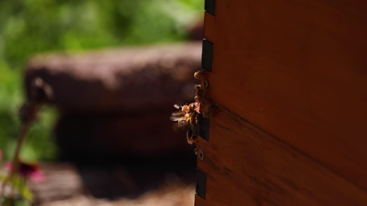 나무로 만든 벌집 입구 쪽으로 날아가는 벌