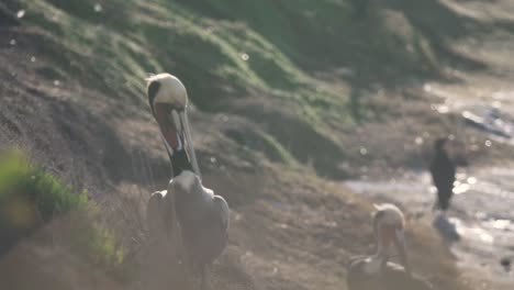 pelicans sitting along the coast of a cliff by the sea