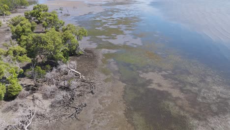 aerial view of coastal mangroves and shallow waters