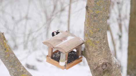 great woodpecker in winter feeder