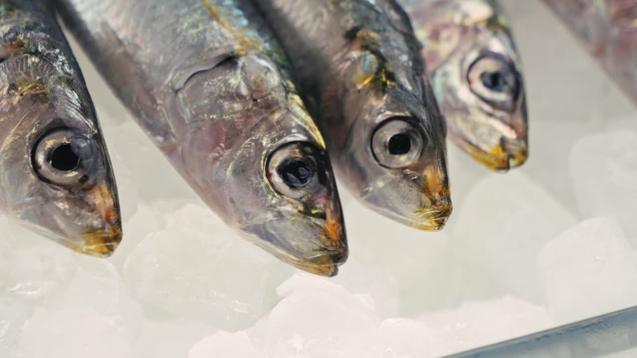 Fresh Sardines on Ice