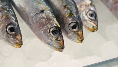 fresh sardines on ice