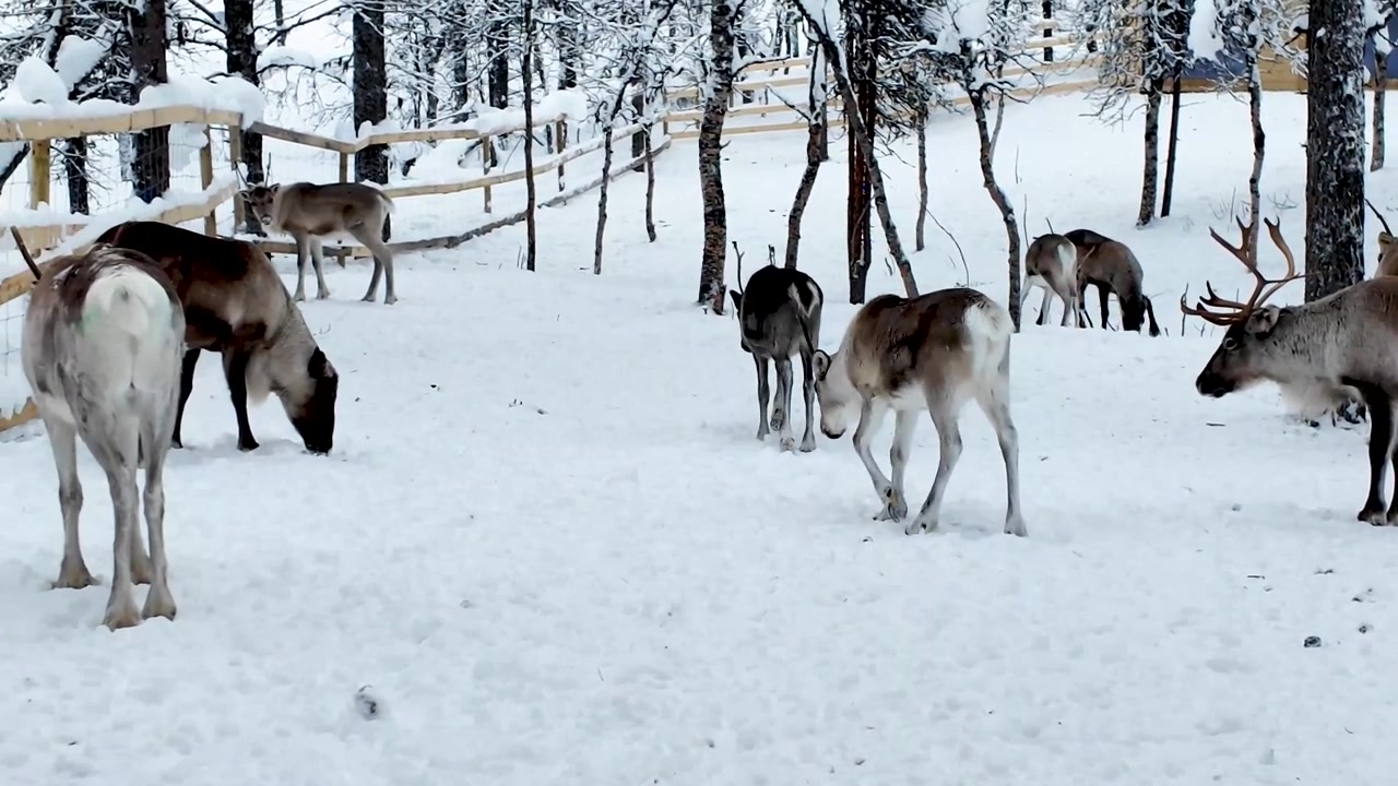 Renhjord som vandrar genom snö