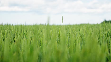 a single tall wheat spike stands out in lush green wheat field under cloudy sky