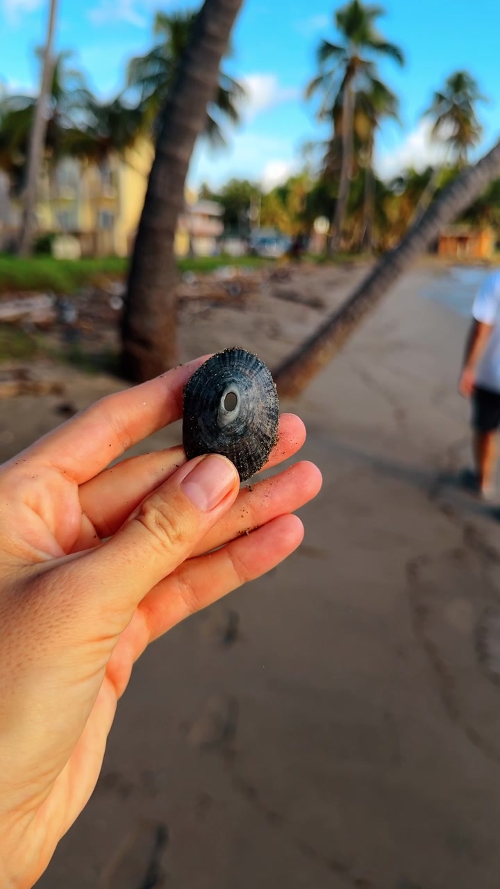 Pietra tenuta in mano su una spiaggia tropicale. Piccola pietra tenuta in mano su una spiaggia tropicale sabbiosa a Porto Rico