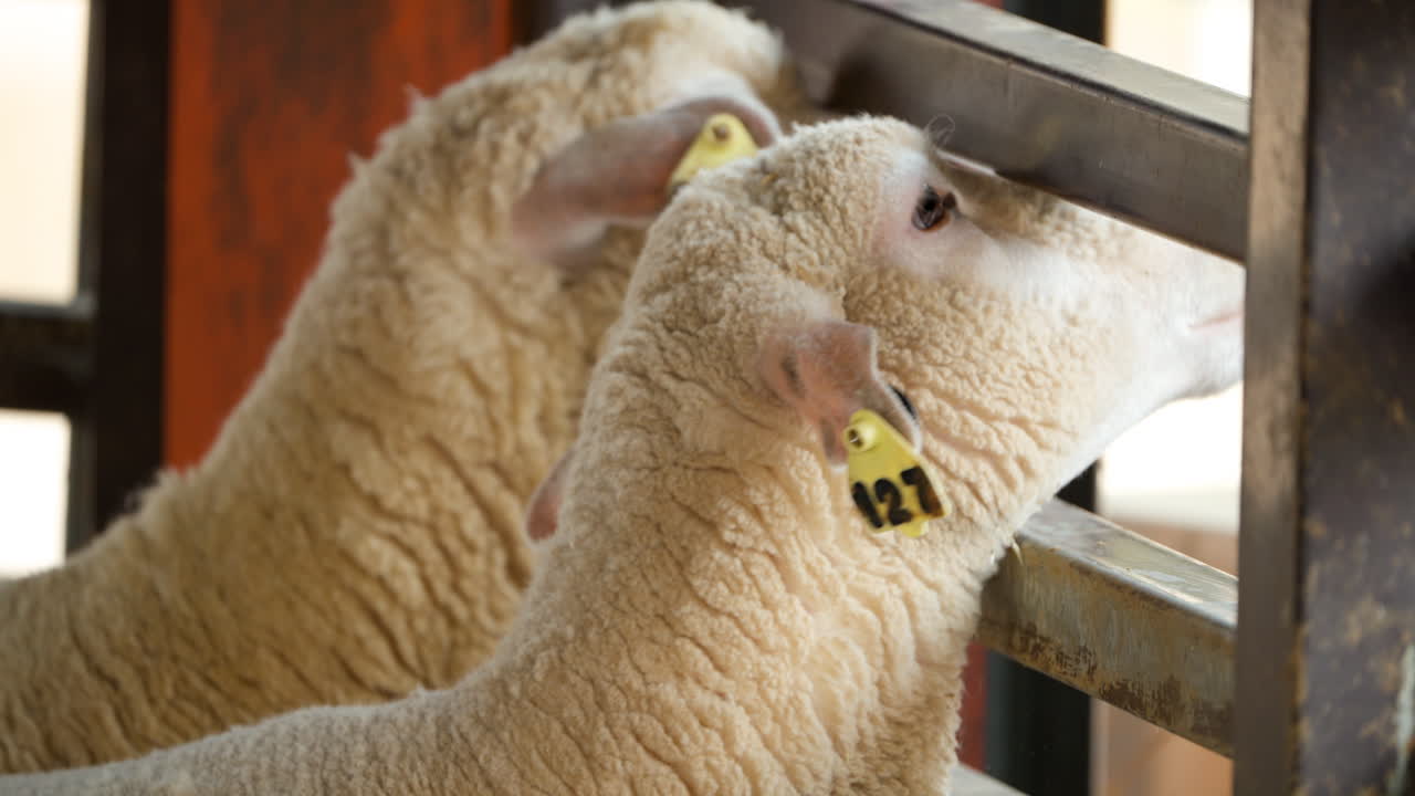 ovejas hambrientas de ile-de-france comiendo hierba alimentadas por la gente en la granja de anseong