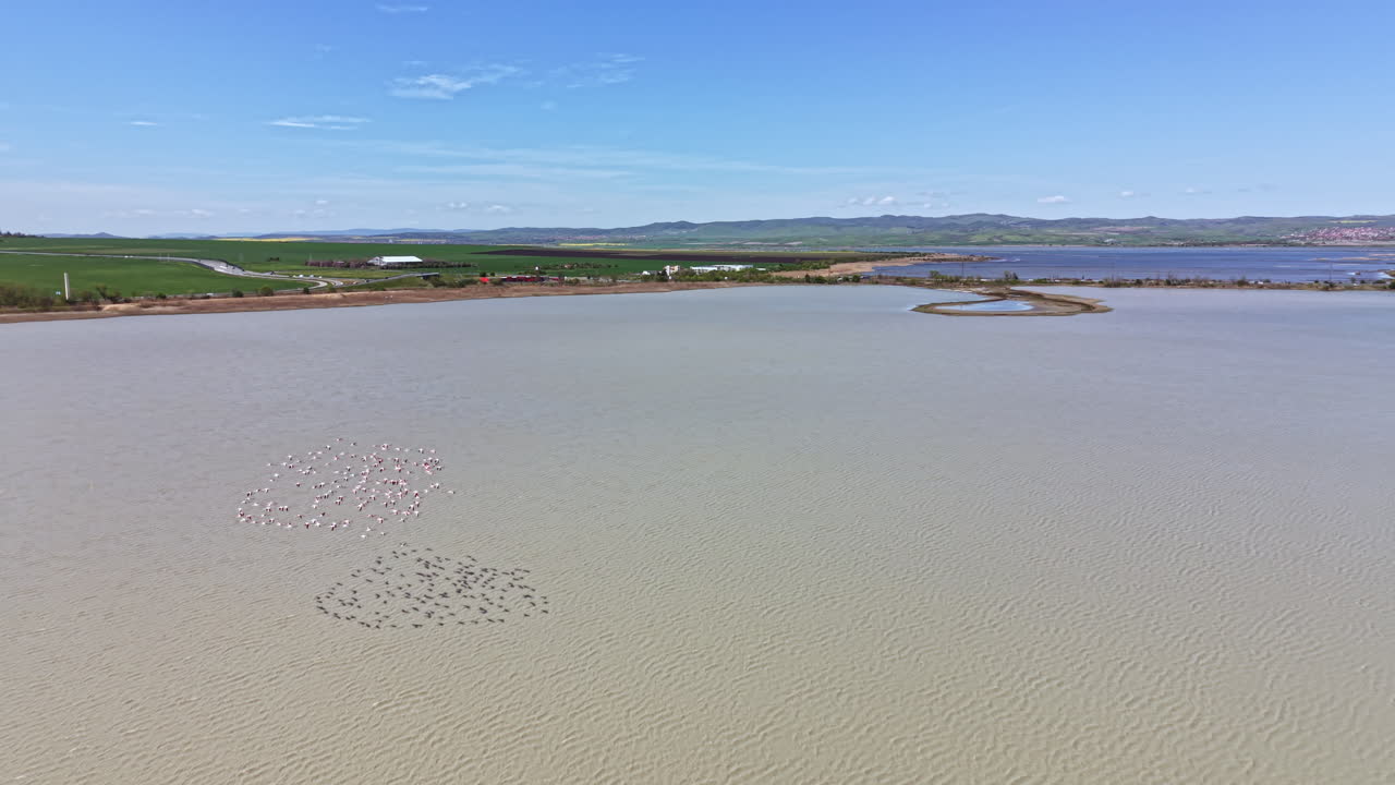 Flock of flamingos feeding and moving in the waters of a lagoon on a sunny day in a natural habitat