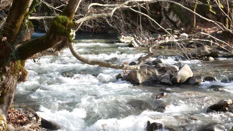 river flow in the forest