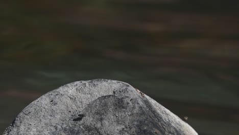 Oben-Auf-Einem-Felsen-Gesehen,-Fliegt-Dann-Weg,-Um-Zurückzukehren