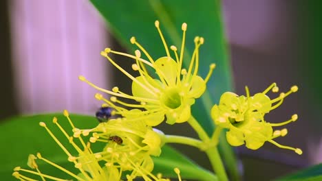 abeja negra australiana flota y regresa a una flor amarilla cerca de un escarabajo marrón