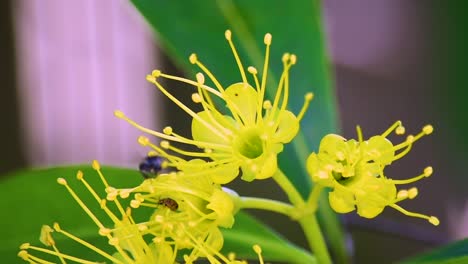 australian black bee hovers and returns to a yellow flower near a brown beetle