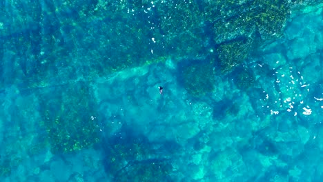 Drone-aerial-view-Australian-brown-seal-sea-lion-animal-floating-swimming-Maroubra-beach-crystal-clear-reef-ocean-Bondi-Sydney-travel-tourism