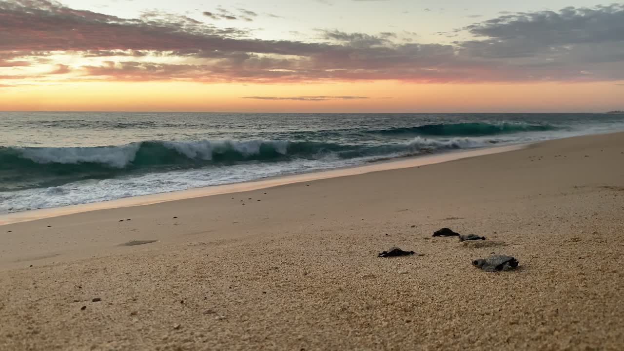 las tortugas laúd en peligro de extinción coronan hacia el océano.