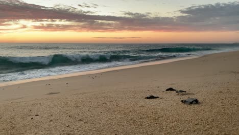 Endangered-leatherback-sea-turtles-crown-towards-the-ocean