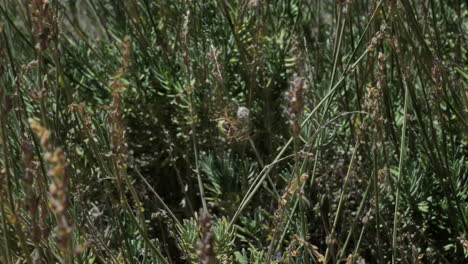 Yellow-spider-spins-bee-in-web-with-its-striped-legs-and-eats-insect,-species-Argiope-lobata