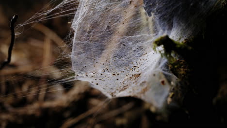 Up-close,-a-finely-spun-web-glistens-amidst-the-natural-surroundings,-an-intricate-masterpiece-created-by-a-spider-in-its-harmonious-collaboration-with-nature